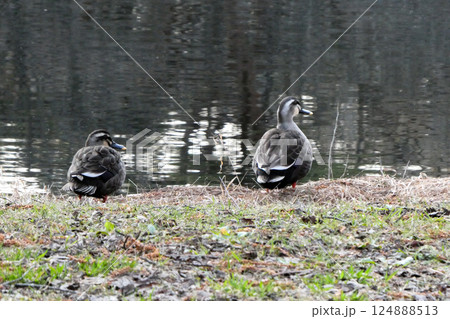 岩手県滝沢市森林公園の池で休憩するカルガモのペア 124888513