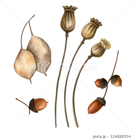 Botanical harvest - poppy seed pods, acorns, and lunaria. Watercolor hand drawn autumn illustration of herbarium. Perfect for seasonal themes, fall holidays decoration, floral postcard, card 124888554