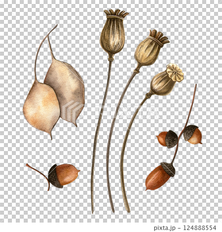 Botanical harvest - poppy seed pods, acorns, and lunaria. Watercolor hand drawn autumn illustration of herbarium. Perfect for seasonal themes, fall holidays decoration, floral postcard, card 124888554