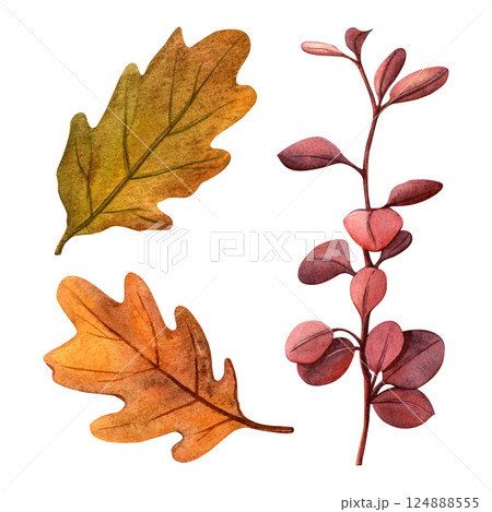 Autumn dry leaves from oak and shrub plants set. Watercolor detailed autumn clipart. Perfect for for fall-themed designs, botanical decoration, seasonal cards, postcards, vintage decor 124888555