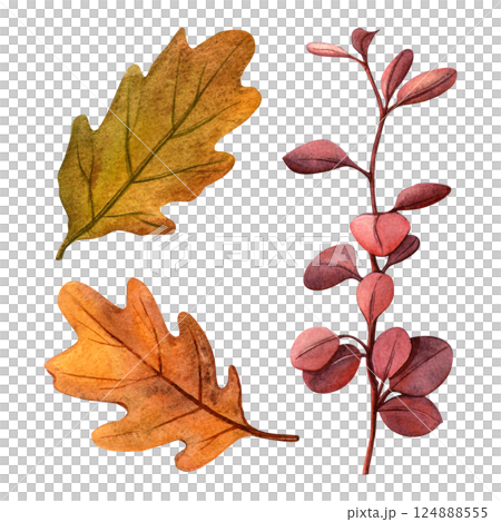 Autumn dry leaves from oak and shrub plants set. Watercolor detailed autumn clipart. Perfect for for fall-themed designs, botanical decoration, seasonal cards, postcards, vintage decor 124888555