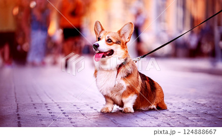 Welsh Corgi Pembroke dog on a leash during a city walk, dog on the street, urban dog walk, pet lifestyle, city living, or dog care themes, portrait of a red dog 124888667