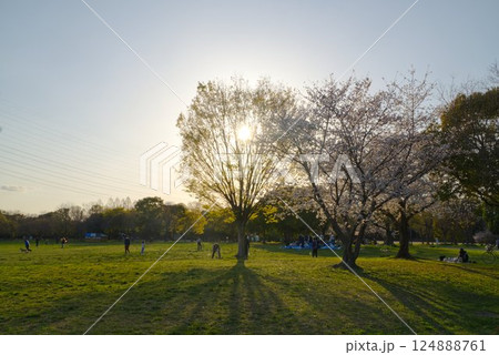 夕陽に照らされる桜 124888761