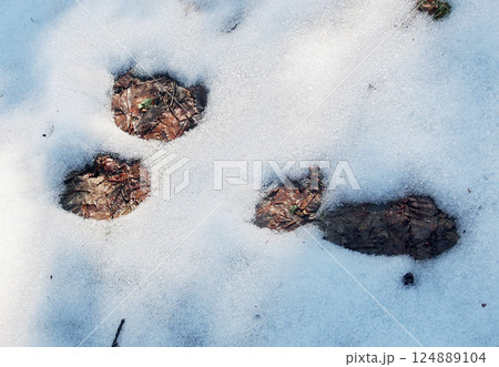 雪溶けのノウサギの足跡 124889104