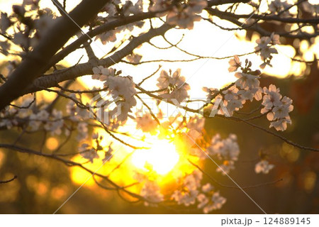 夕日に照らされる深北緑地の桜 夕日に照らされる深北緑地の桜 124889145