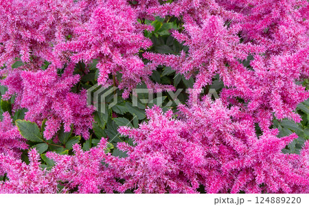 Astilbe flowers in the summer garden. Astilbe flowers in the summer garden. 124889220