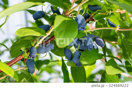 Honeysuckle berries on a bush. Blue berry. Honeysuckle berries on a bush. Blue berry. 124889222