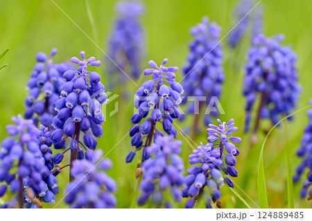 青いムスカリの花 124889485