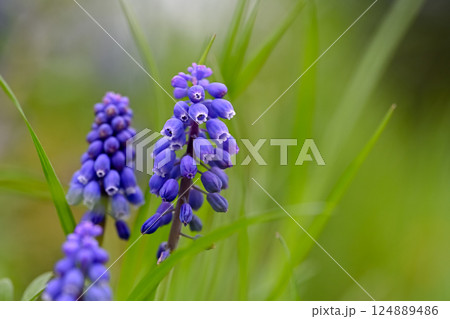青いムスカリの花 124889486