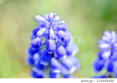青いムスカリの花 124889488