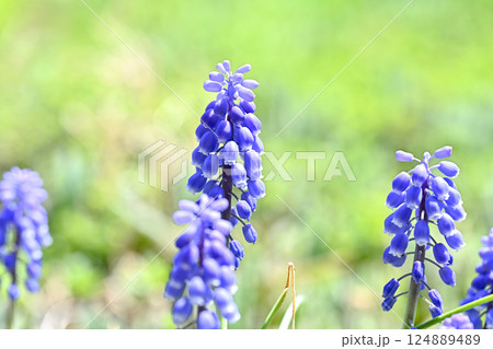 青いムスカリの花 124889489
