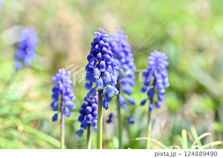 青いムスカリの花 124889490