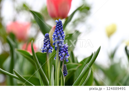 青いムスカリの花 124889491