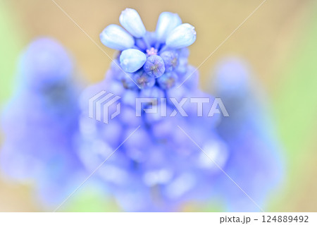 青いムスカリの花 124889492