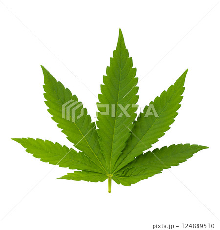 Cannabis leaves isolated on a white background 124889510