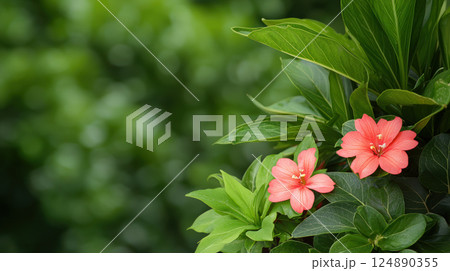 Bright red flowers bloom vibrantly amidst lush green leaves, creating serene and refreshing garden scene 124890355
