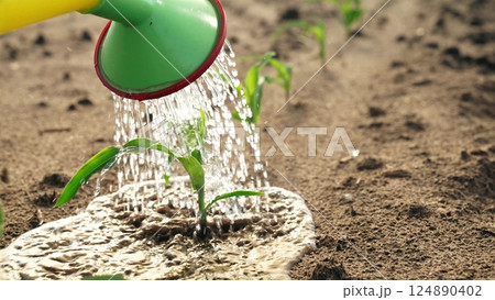 Watering sprouts crops from watering can. Growing corn irrigation with water fresh green plant sprouts peeking out of healthy ground. Farming agricultural agrarian business, growing crops harvest. 124890402