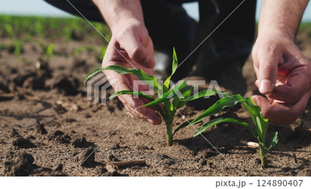 Hands touching sprout of corn sapling. Palms fingers man checking health condition of fresh green plant touch leaves take care of crops sowings seedlings, engage in agriculture on farm, manual labor. Hands touching sprout of corn sapling. Palms fingers man checking health condition of fresh green plant touch leaves take care of crops sowings seedlings, engage in agriculture on farm, manual labor. 124890407