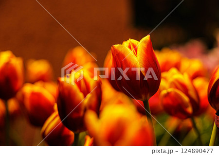 レッドとイエローのバイカラー チューリップ 124890477
