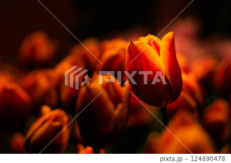 レッドとイエローのバイカラー チューリップ 124890478