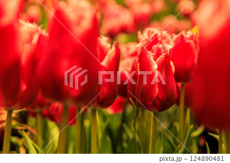 レッドとホワイトのバイカラー チューリップ 124890481