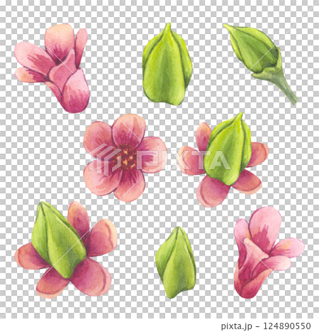 Pink flowers carambola fruit set. Blooming Starfruit Bilimbi. Watercolor botanical exotic star apple petals. Hand drawn illustration isolated on white background. For menu, logo, package design. 124890550