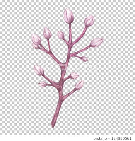 Watercolor twig with buds. Closed pink flowers carambola fruit. Botanical branch exotic star apple, cherry, almond, plum, sakura. Hand drawn illustration isolated on white background. 124890561