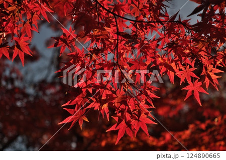 真っ赤な紅葉 真っ赤な紅葉 124890665