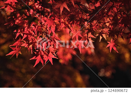 真っ赤な紅葉 124890672