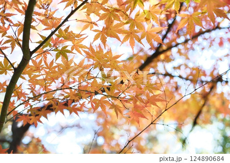 鮮やかな紅葉 鮮やかな紅葉 124890684