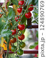 Cherry tomatoes 124890769