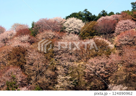 桜の名所・吉野山 桜の名所・吉野山 124890962