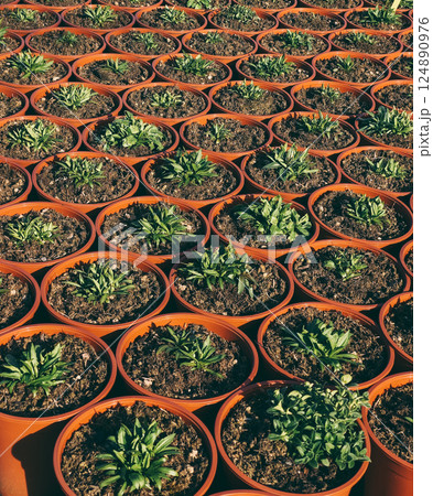 1001 Flowers 1001 Flowers 124890976