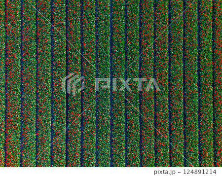 Aerial view of vibrant tulip fields in full bloom, showcasing neat rows of red, green, and subtle purple hues. A stunning example of nature symmetry and springtime beauty. Aerial view of vibrant tulip fields in full bloom, showcasing neat rows of red, green, and subtle purple hues. A stunning example of nature symmetry and springtime beauty. 124891214