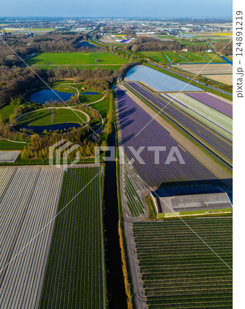 Aerial view of vibrant tulip fields in full bloom, displaying colorful rows of flowers in a rural landscape, with nearby roads, farms, and a distant town under a clear blue sky. Aerial view of vibrant tulip fields in full bloom, displaying colorful rows of flowers in a rural landscape, with nearby roads, farms, and a distant town under a clear blue sky. 124891219
