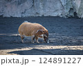 Red River Hog 124891227