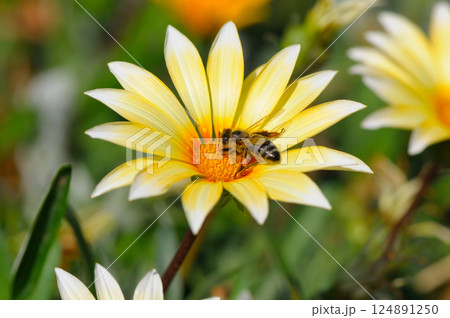 A bee collects pollen from a daisy flower. A bee collects pollen from a daisy flower. 124891250