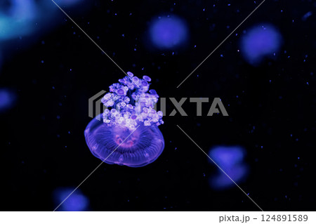 underwater photography jellyfish Cotylorhiza tuberculata, Mediterranean jellyfish 124891589