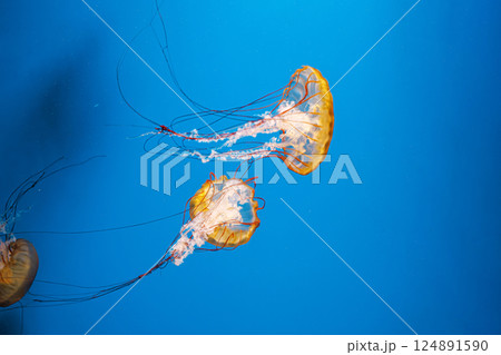 underwater photography jellyfish Chrysaora fuscescens, Pacific sea nettle, West Coast sea nettle underwater photography jellyfish Chrysaora fuscescens, Pacific sea nettle, West Coast sea nettle 124891590