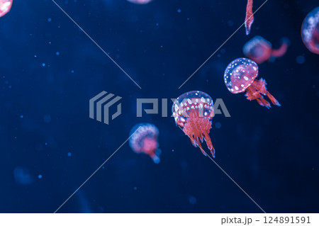 underwater photography jellyfish mastigias papua, spotted jelly, lagoon jelly, golden medusa 124891591