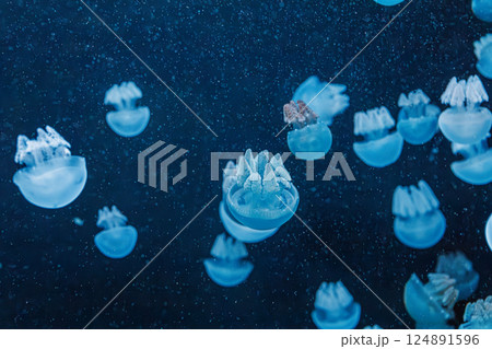 underwater photography jellyfish Blue Blubber Jelly, Catostylus mosaicus underwater photography jellyfish Blue Blubber Jelly, Catostylus mosaicus 124891596