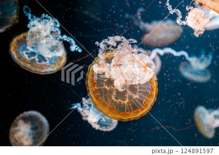underwater photography jellyfish Chrysaora fuscescens, Pacific sea nettle, West Coast sea nettle underwater photography jellyfish Chrysaora fuscescens, Pacific sea nettle, West Coast sea nettle 124891597