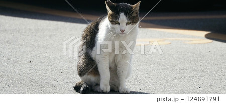 お座り猫 124891791