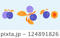 Plum vector drawing set. Fruit, branch and sliced pieces. Summer food illustration for label, poster, print, menu. 124891826