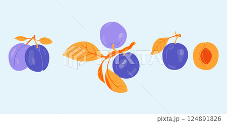Plum vector drawing set. Fruit, branch and sliced pieces. Summer food illustration for label, poster, print, menu. 124891826