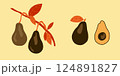 Avocado branch botanical illustration. Avocado symbols set applicable for restaurant menu or packaging, label, poster, print. 124891827