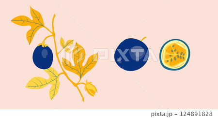 Passion fruit branch vector illustration. Fruit, branch and sliced pieces. Exotic food illustration for label, poster, print, menu. 124891828