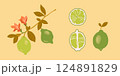 Blooming lemon tree branch with yellow citrus fruits, blossomed flowers and leaves. Plant with ripe fruitage. Modern botanical flat graphic vector illustration isolated 124891829