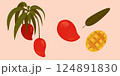Collection of mango fruit, leaves and mango slice. Mango for menu design, brochure illustration. Can used for packaging 124891830