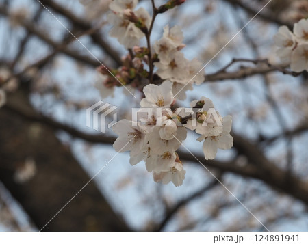 桜の花のある風景 124891941